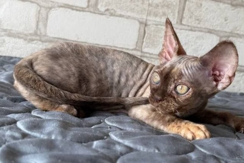 Massi Devon Rex female, chocolate tortie