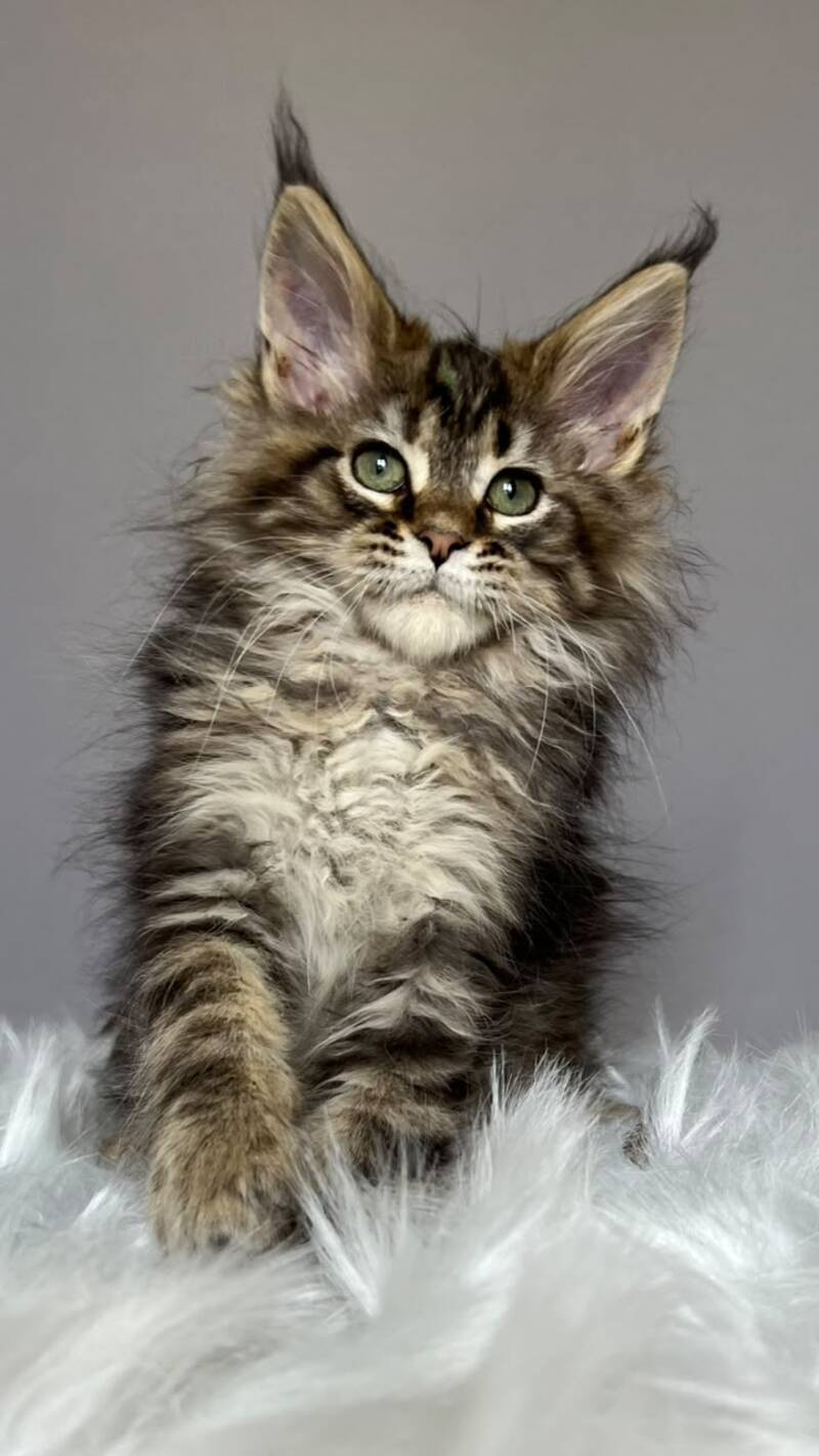 Flint Maine Coon male, black tabby