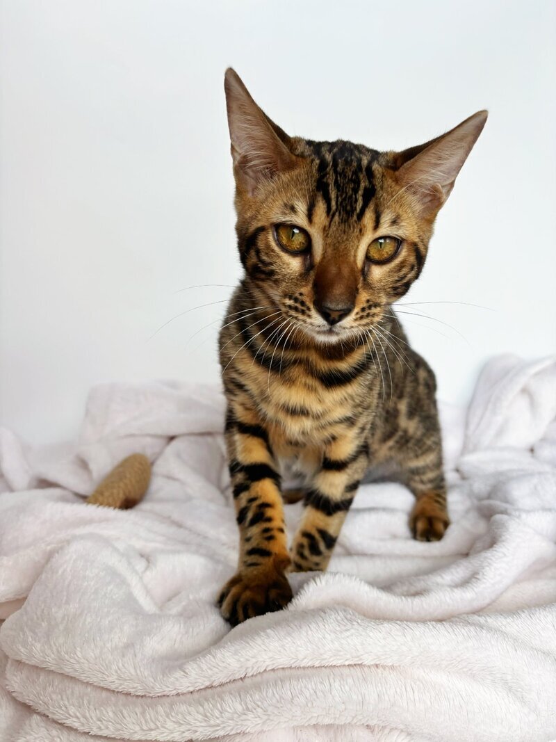 Lily Bengal female black spotted tabby - live animals