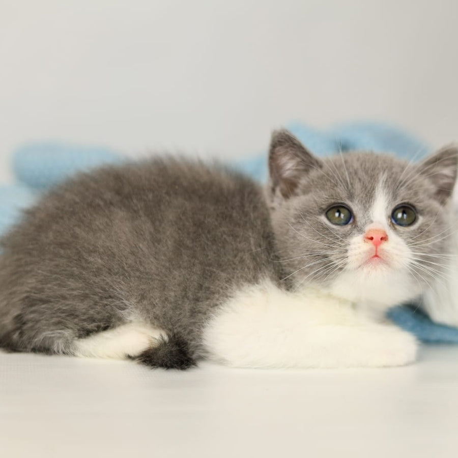 Paula British Shorthair female, blue bicolour