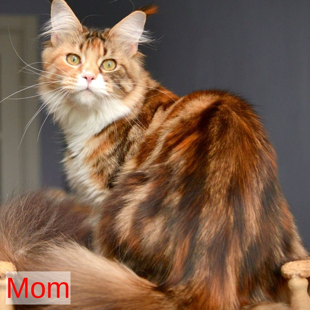 Xotil Maine Coon male, red with white tabby