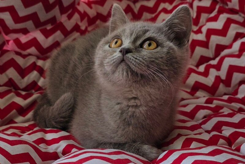 Selena British Shorthair female, lilac