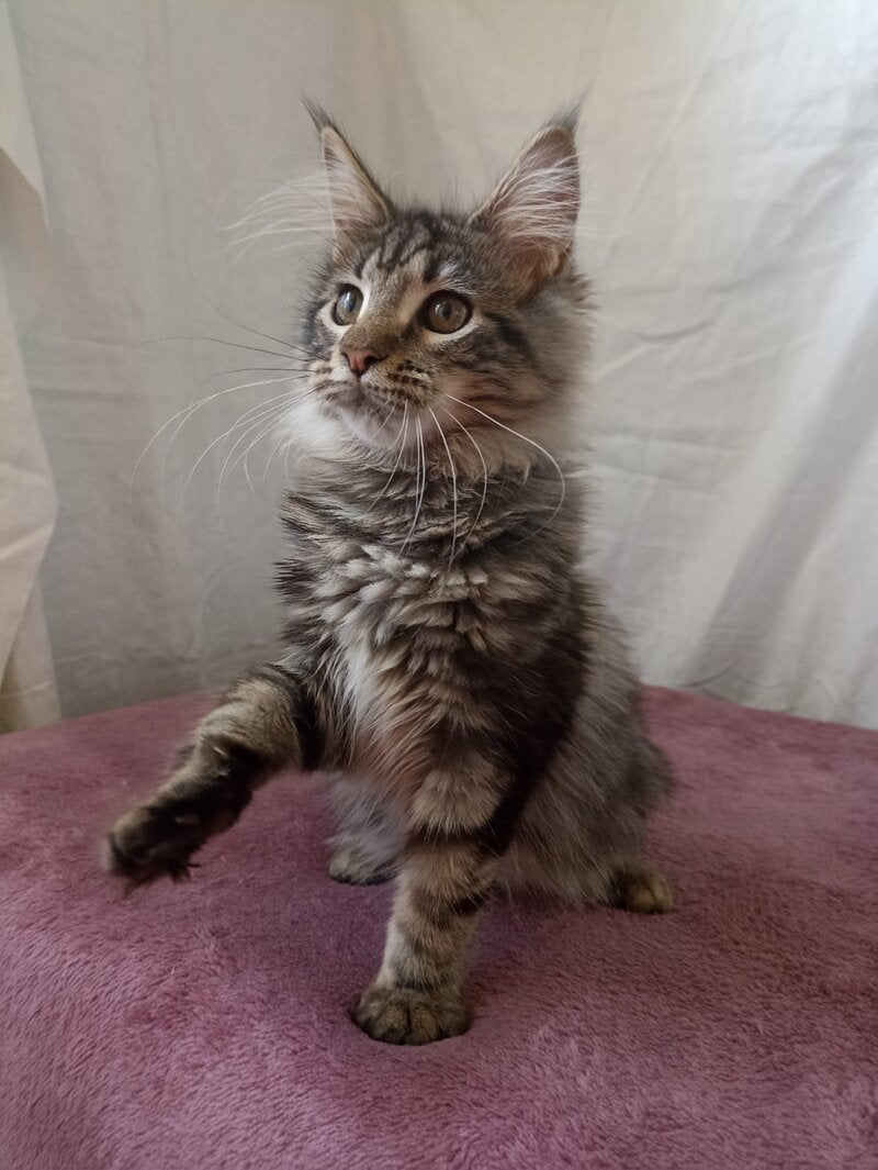 Yara Maine Coon female, black silver tabby
