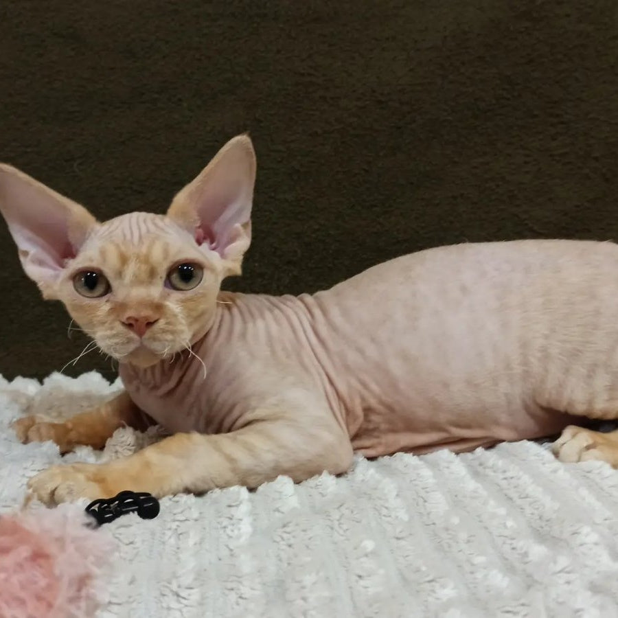 Edgar Devon Rex male, red bicolour tabby