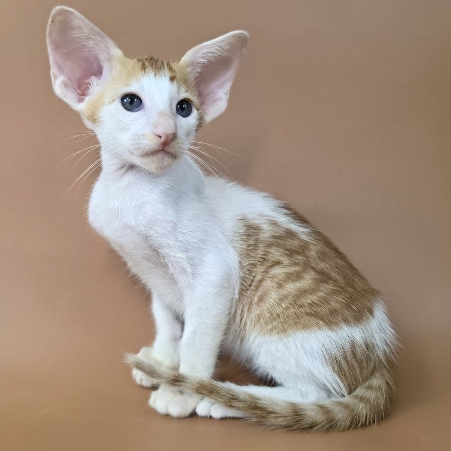 Kronos Oriental Shorthair male, red bicolour spotted tabby