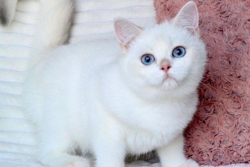 Bart British Shorthair male, blue golden shaded pointed