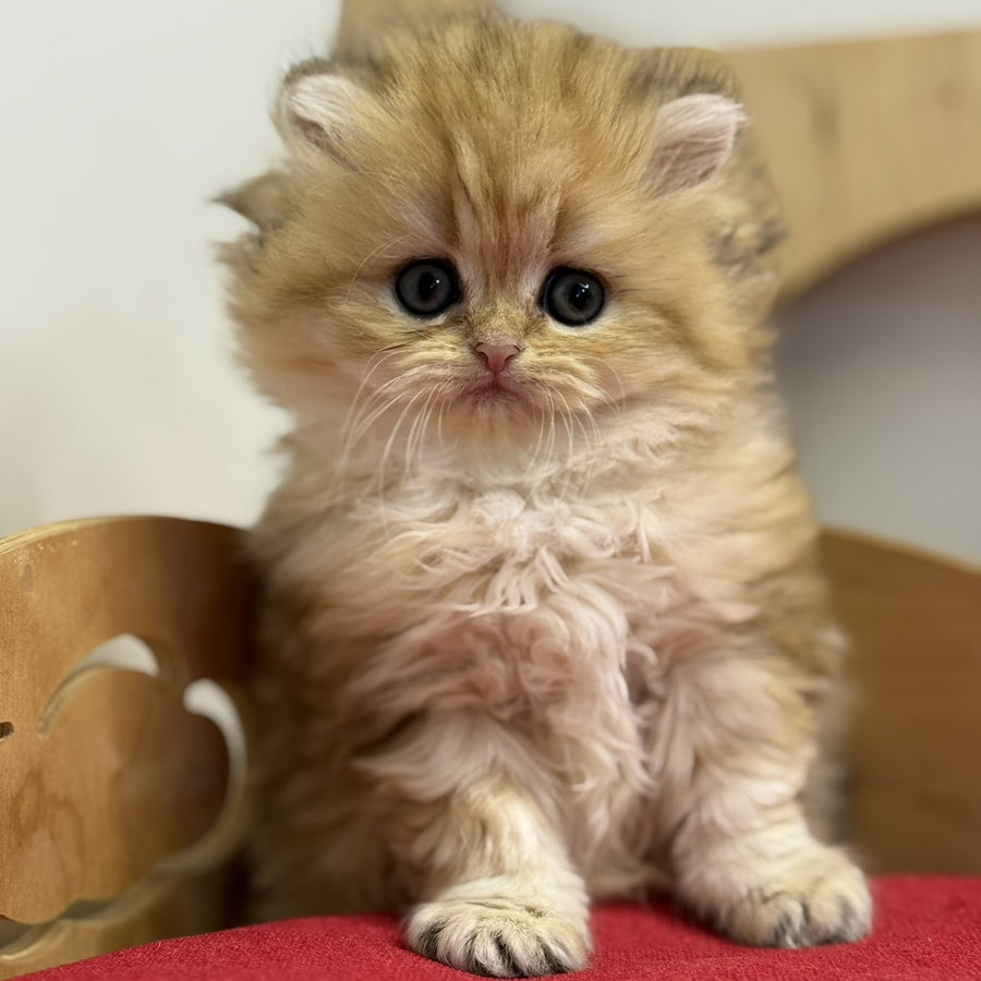 Nori British Longhair female, black golden tabby