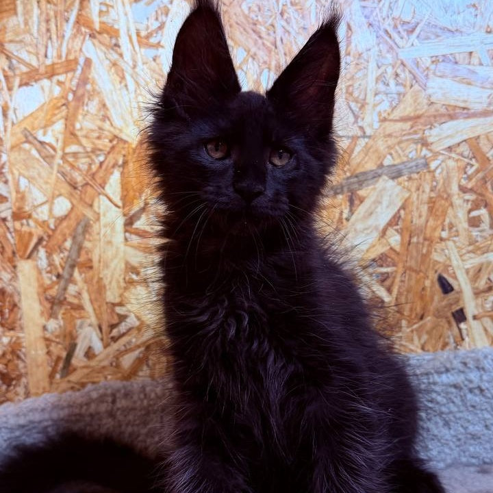 Khal Maine Coon male, black