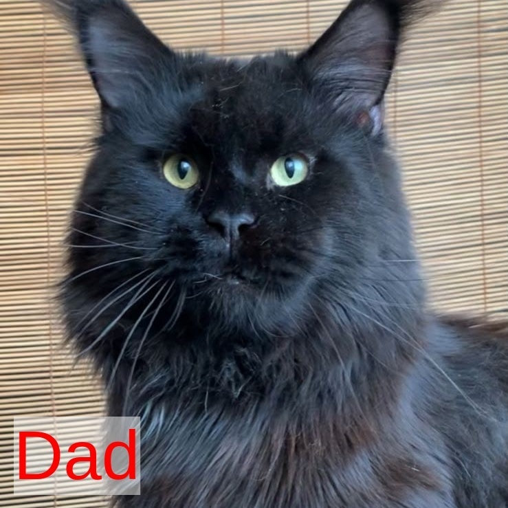 Tropicana Maine Coon female, black tabby