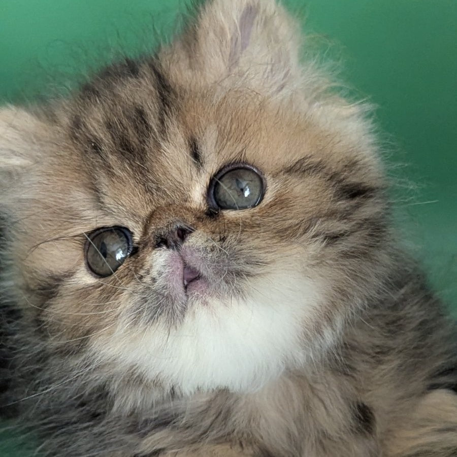 Tiara Persian female, black tabby