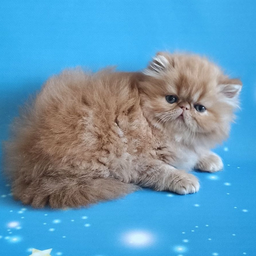 Sonata Persian female, red tabby