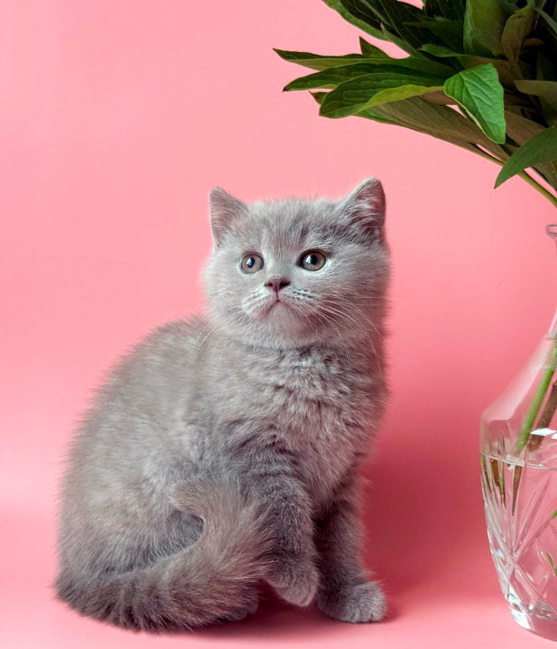 Lorenzo British Shorthair male, lilac