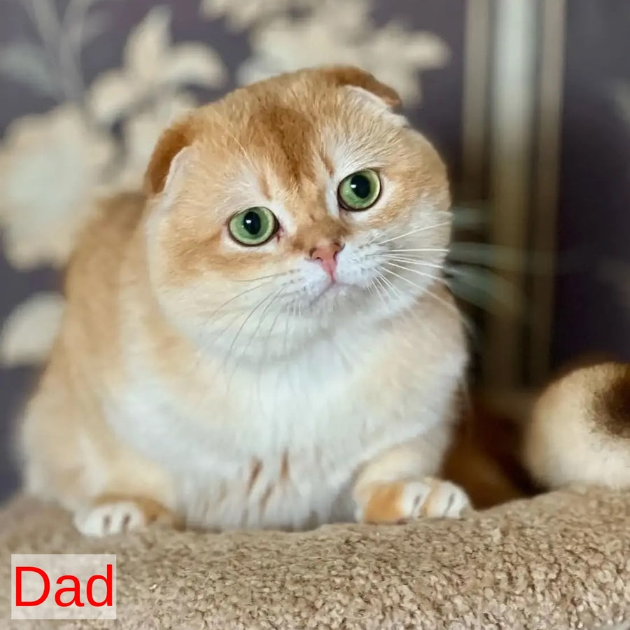 Karamelka Scottish Fold female, chocolate golden chinchilla
