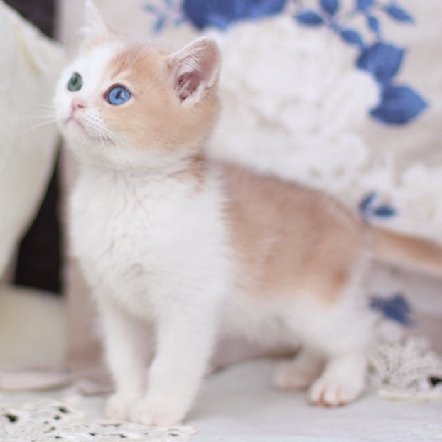 Charlis British Shorthair male, blue golden shaded