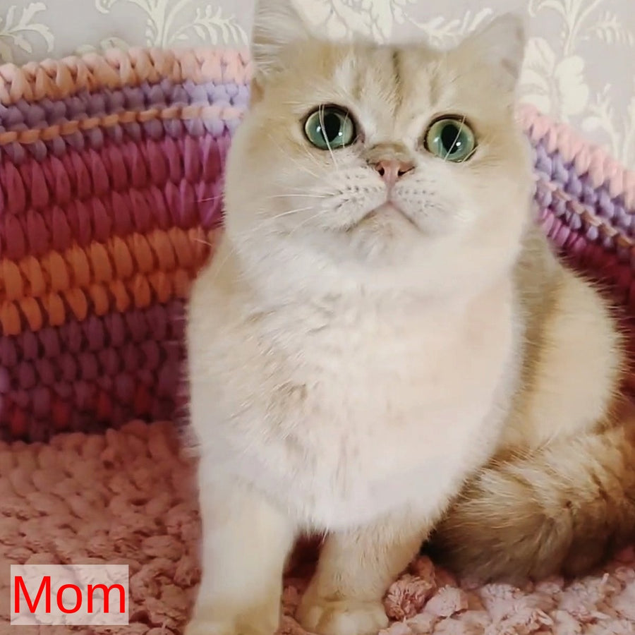 Tyra British Shorthair female, blue tortie