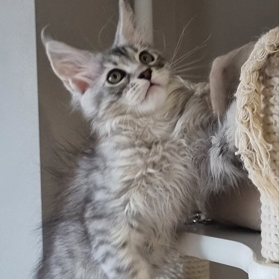 Elit Maine Coon male, black silver spotted tabby