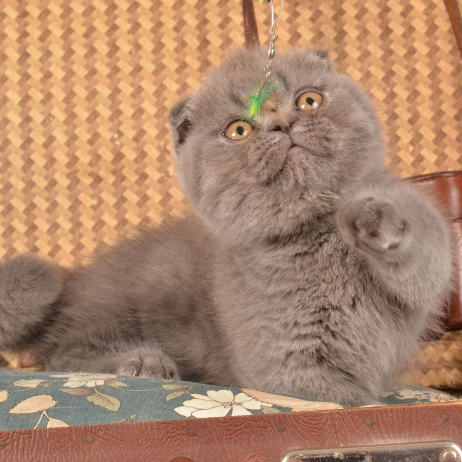 Muffin Munchkin male, blue
