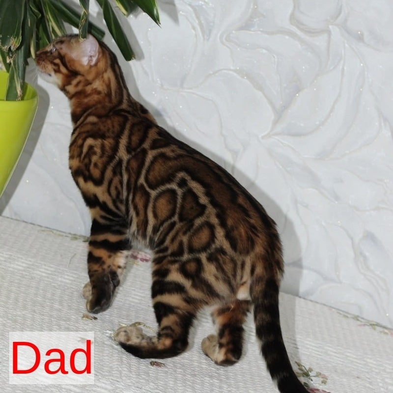 Romeo Bengal male, black spotted tabby
