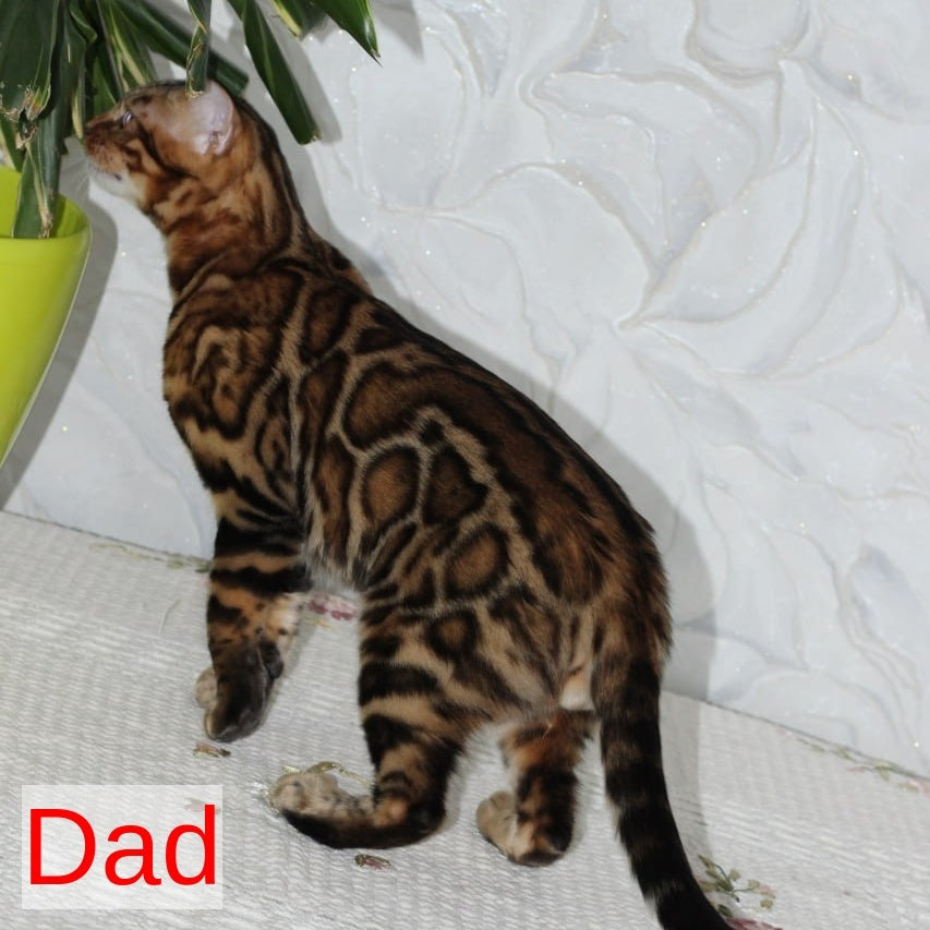 Robby Bengal male, black spotted tabby