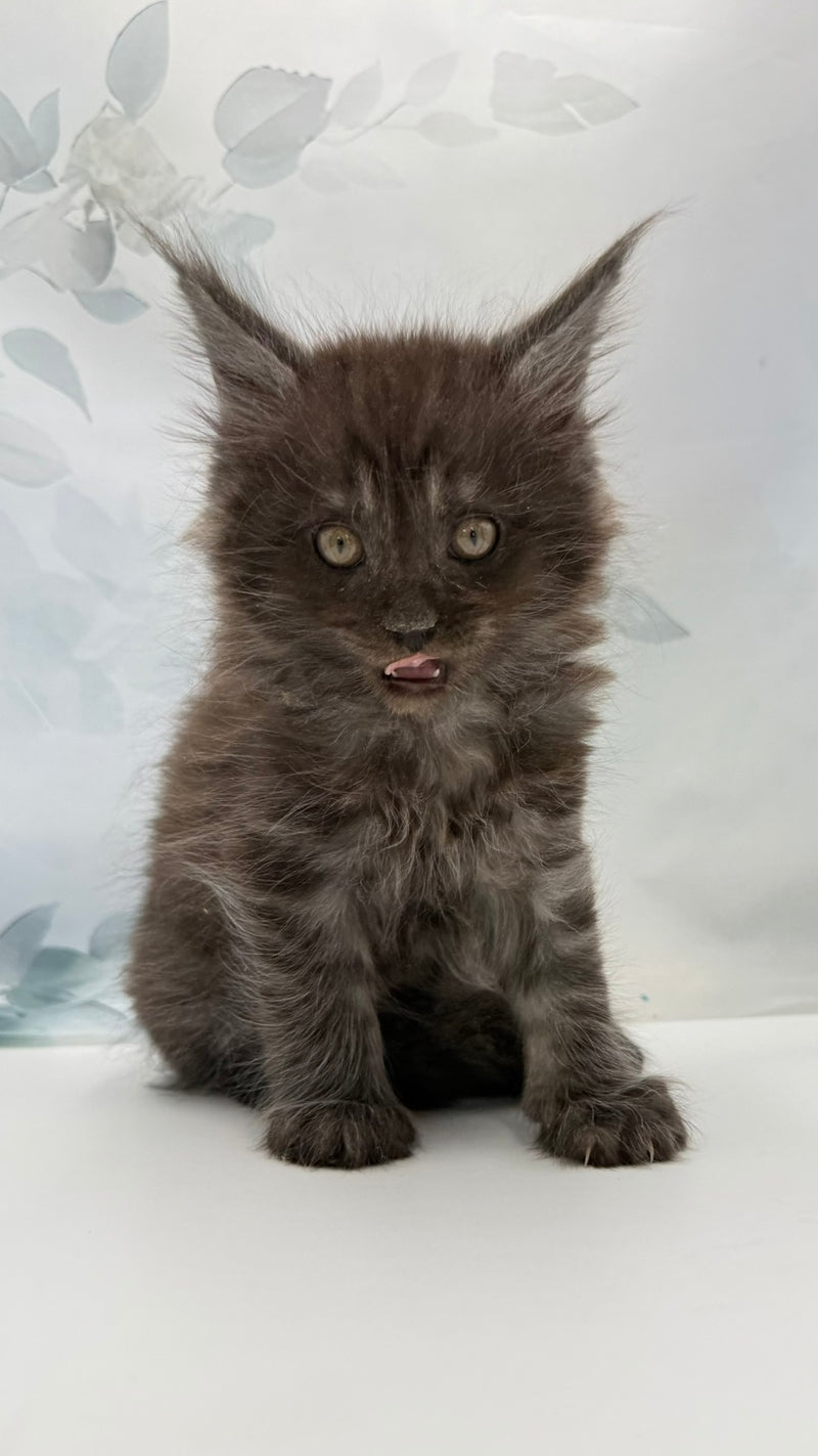 Amadest Maine Coon male, black silver