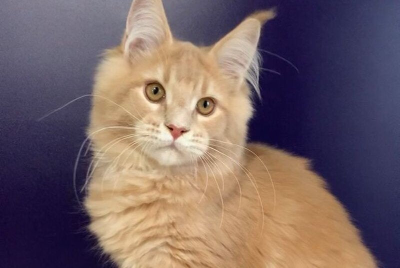 Vatican Maine Coon male, cream ticked tabby