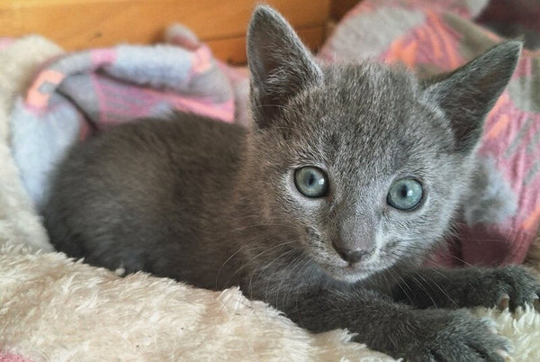 Kira Russian Blue female blue - live animals
