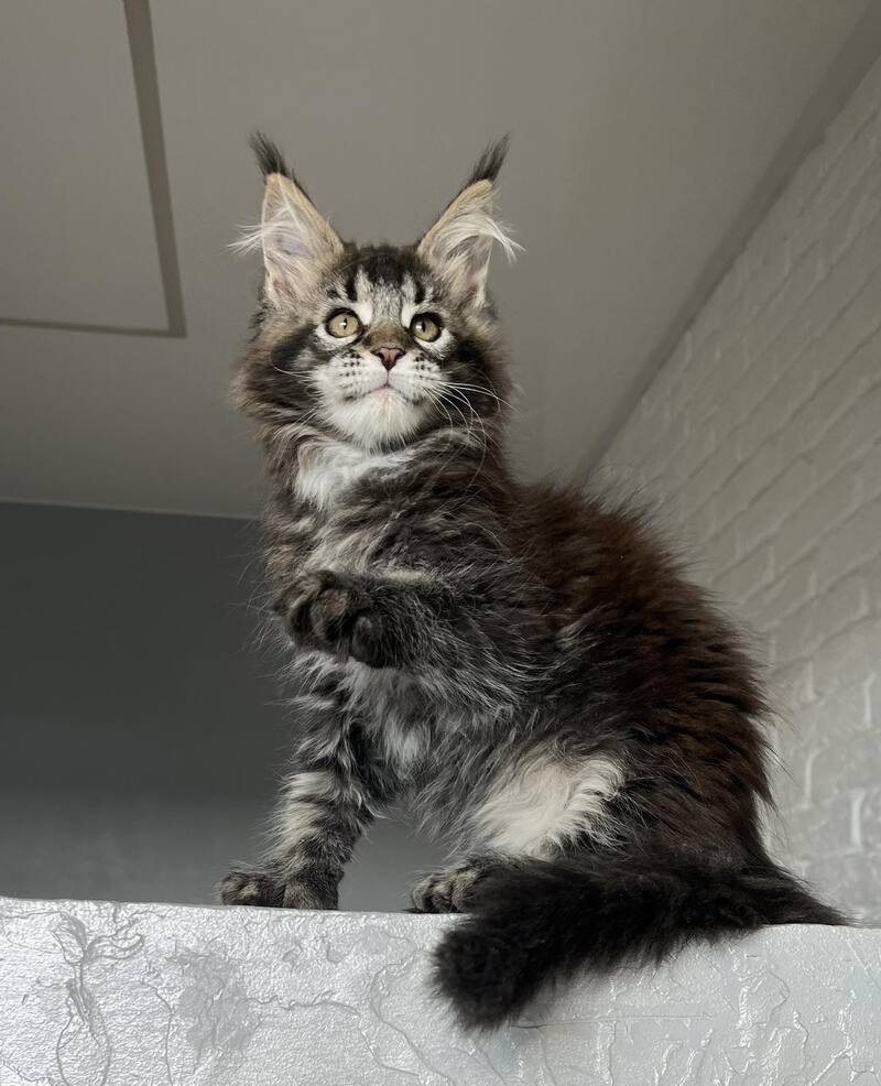 Xena Maine Coon polydactyl female, black ticked tabby
