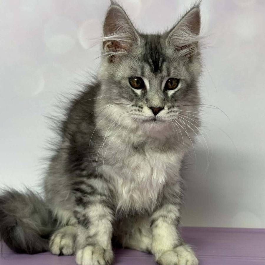 Chloe Maine Coon female, black silver tabby with white
