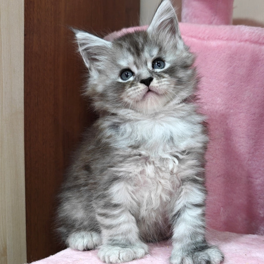 Brendan Maine Coon polydactyl 6x6x6x6 male, black silver spotted tabby