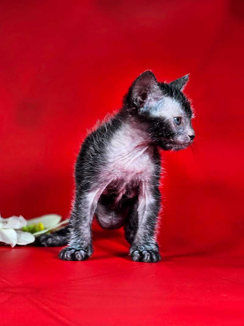 Clementine Lykoi female, black