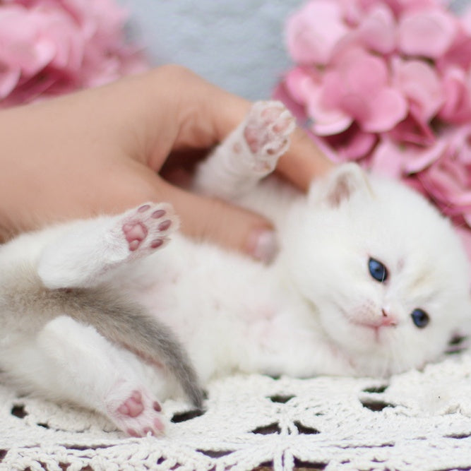Flora British Shorthair female, black golden shaded pointed
