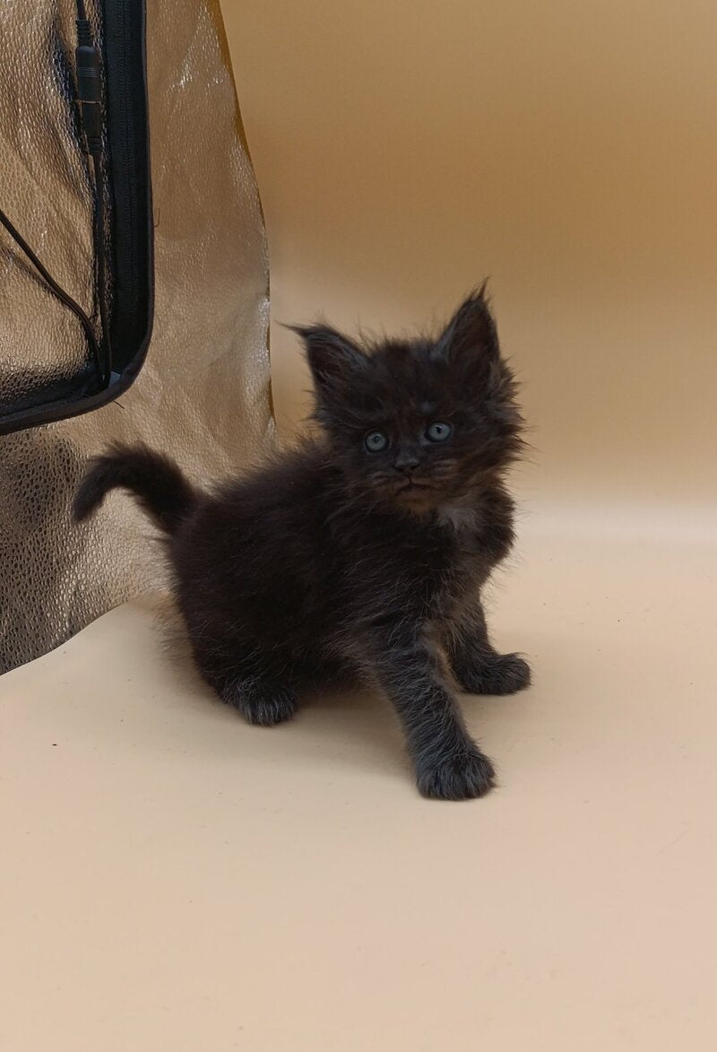 Isabelle Maine Coon female black silver live animals