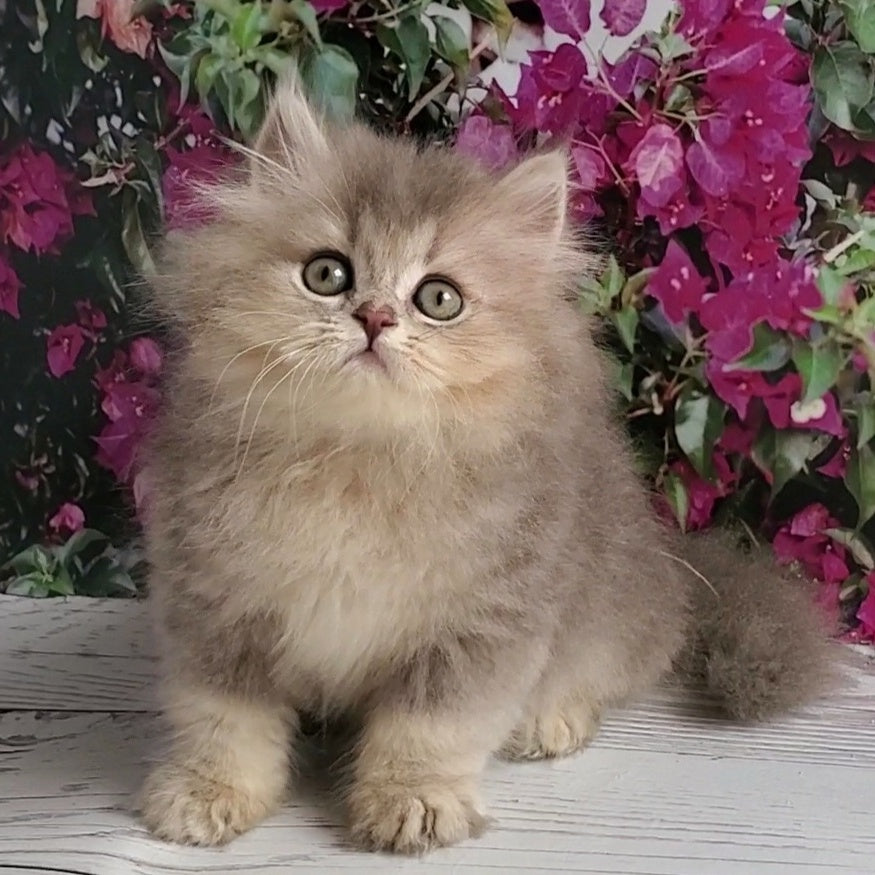 Cassie British Longhair female, blue golden ticked tabby