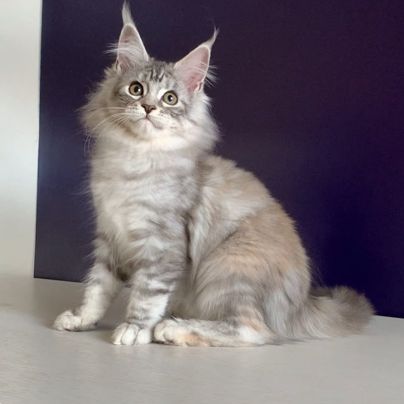 Malibu Maine Coon female, black tortie silver tabby