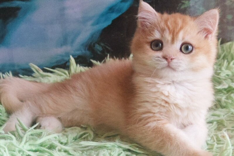 Uill British Shorthair male, black golden shaded