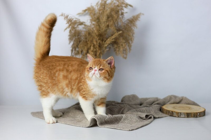 Oliver Exotic male, red bicolour tabby