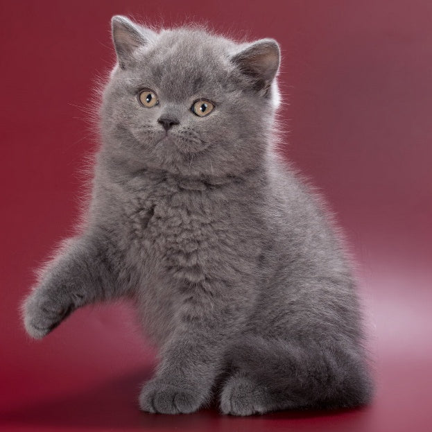 Quincy British Shorthair male, blue
