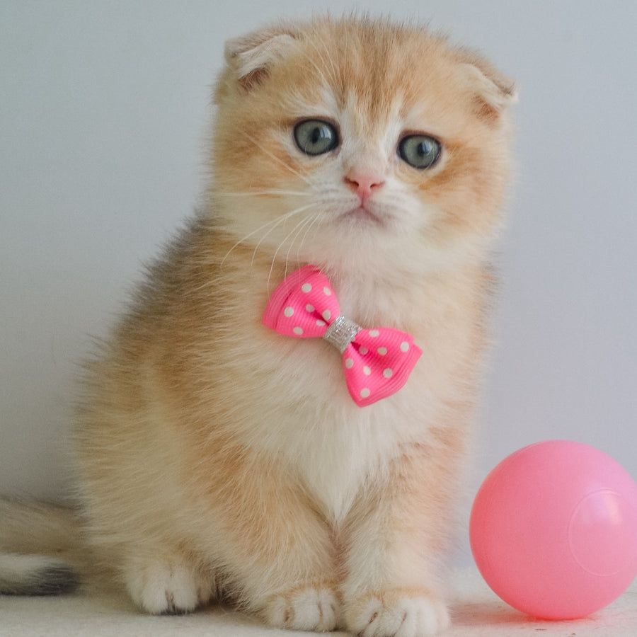 Henrik Scottish Fold male, blue golden chinchilla