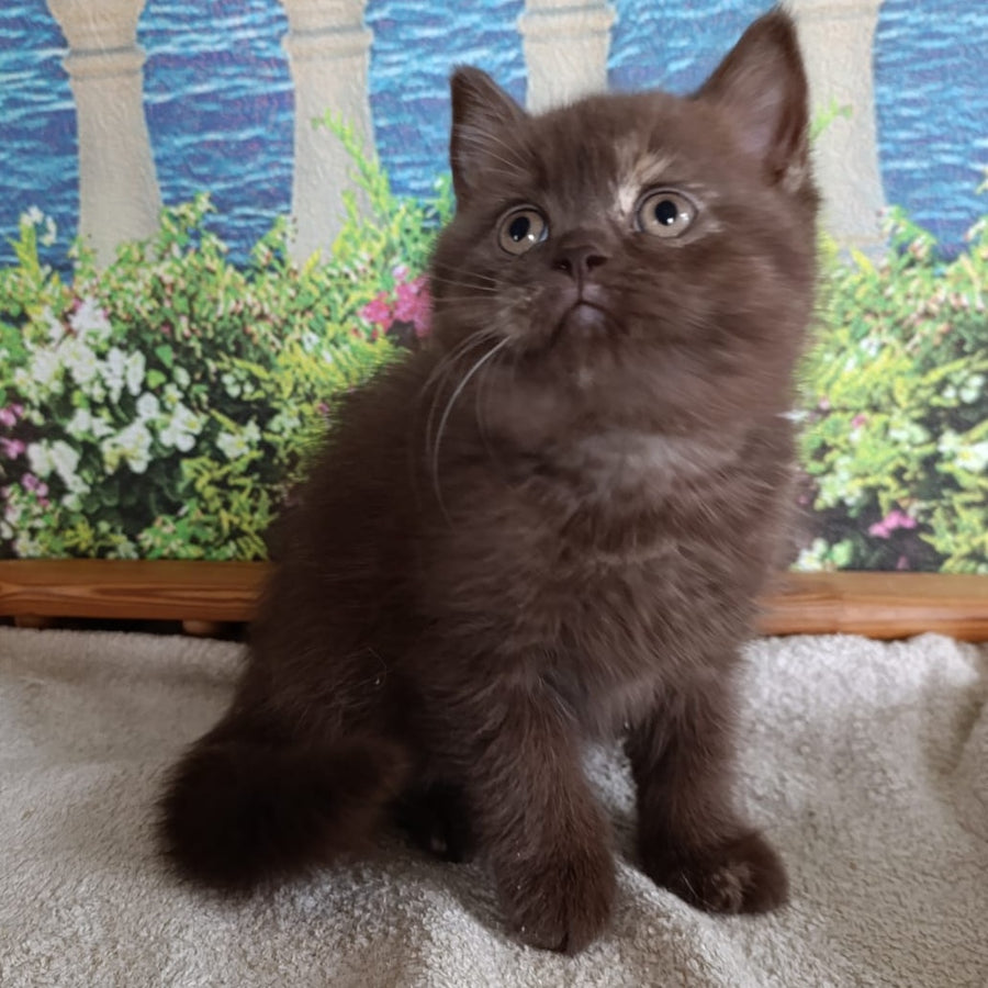Matilda British Shorthair female, lilac tortie
