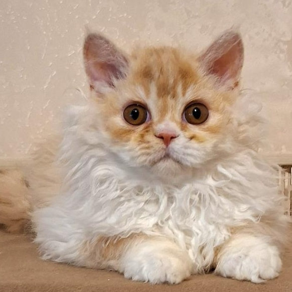 Platosha Selkirk Rex male, red silver bicolour