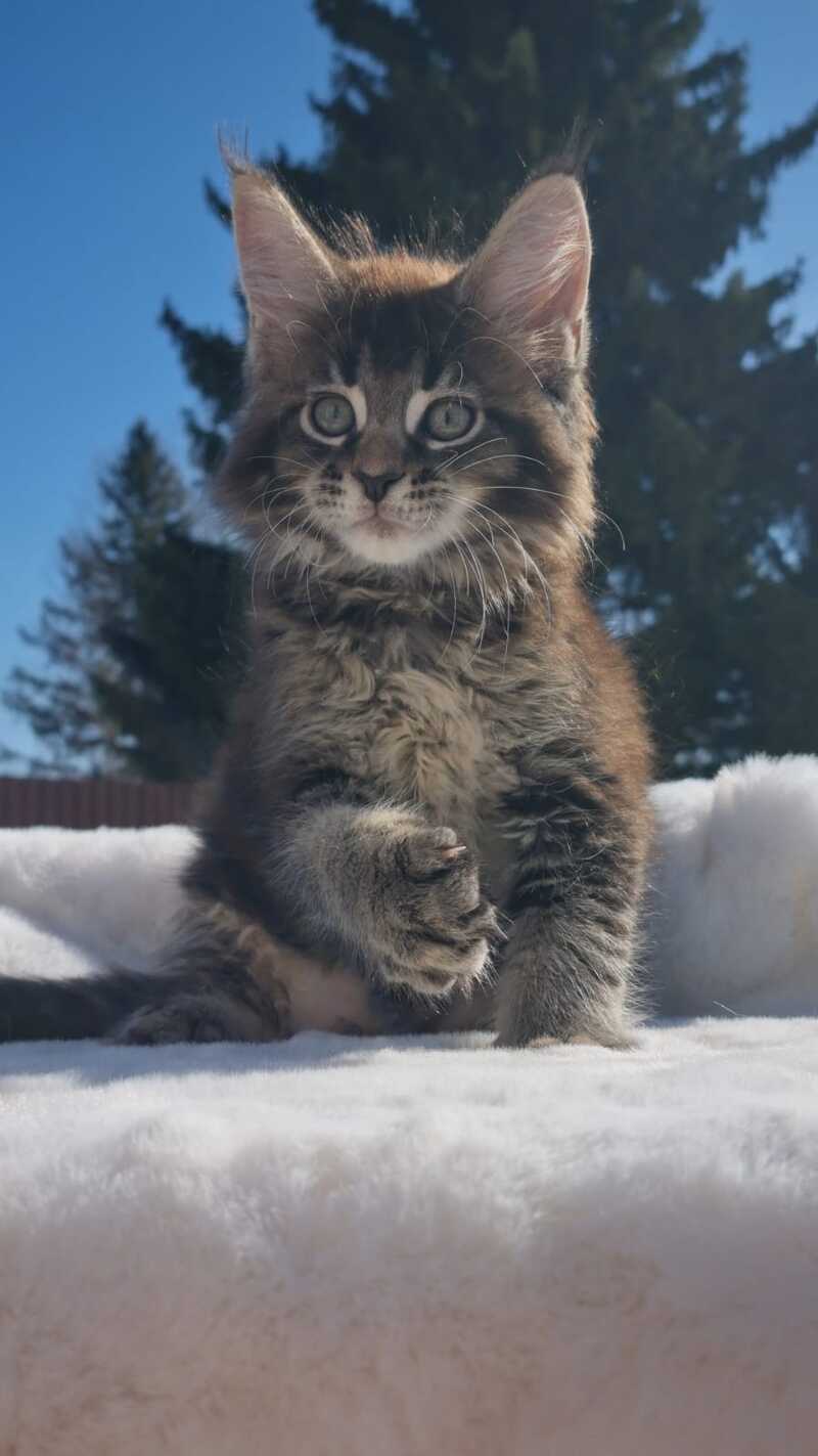 Leopold Maine Coon male black ticked tabby - live animals