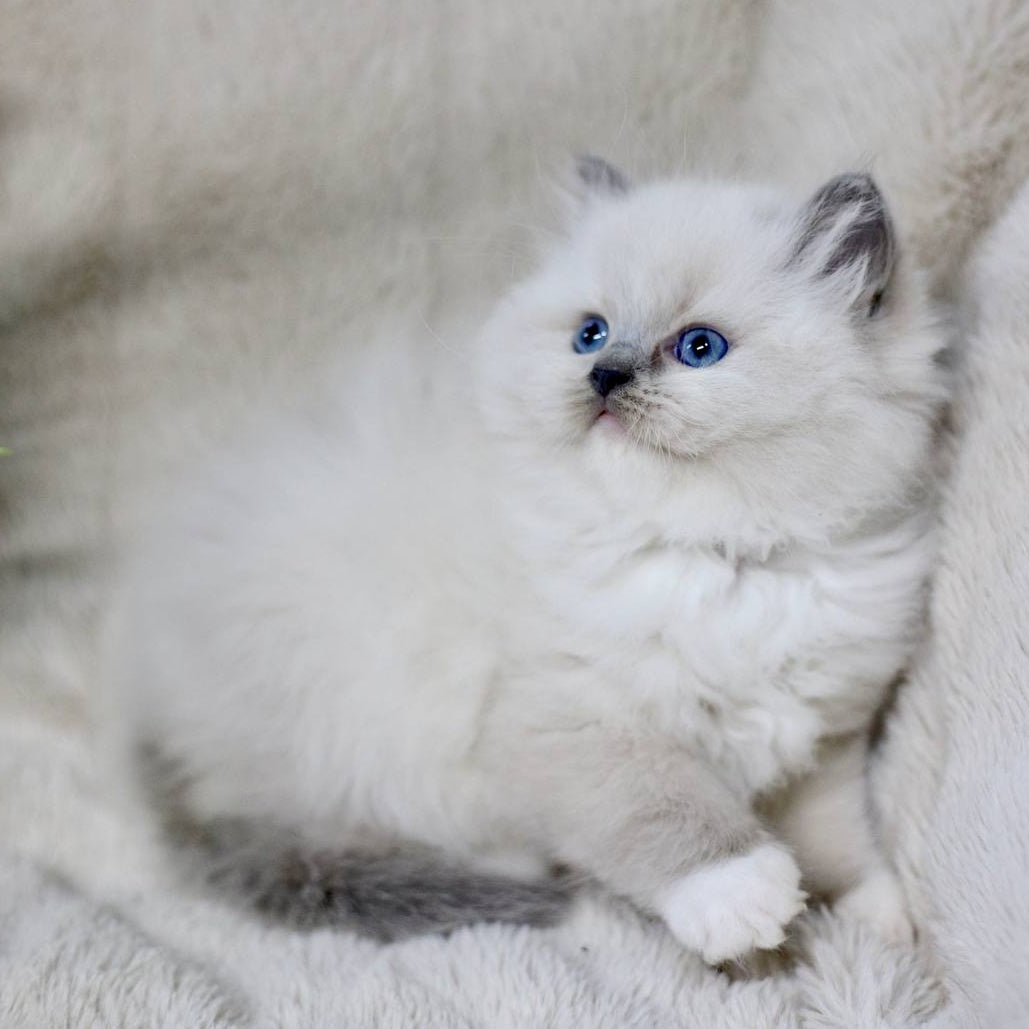 Rolex Ragdoll male, blue mitted