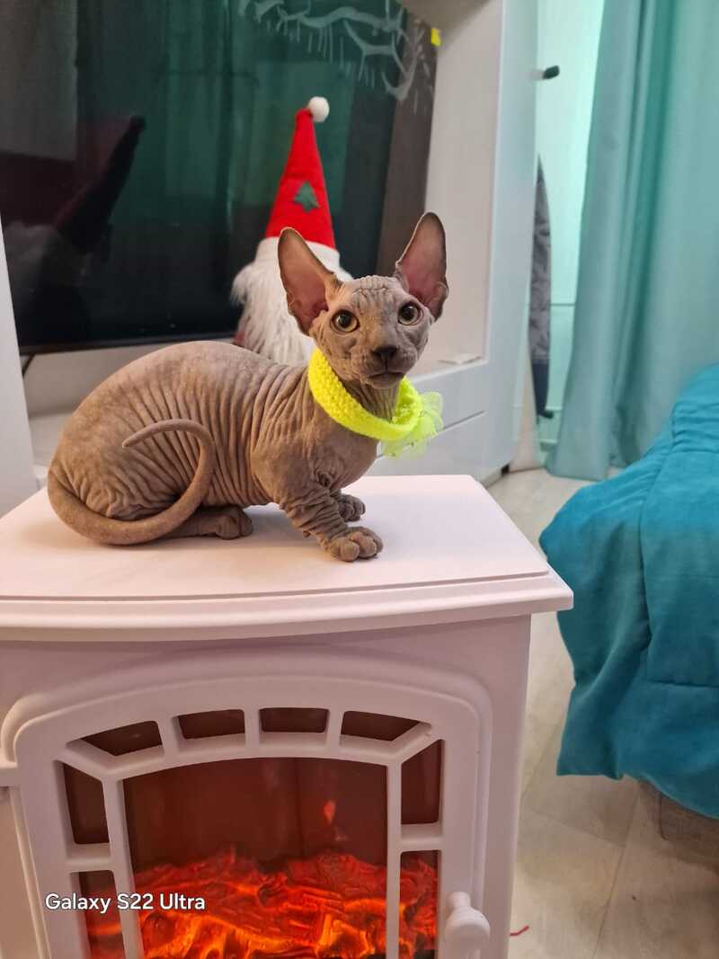 Baron Bambino male blue - live animals
