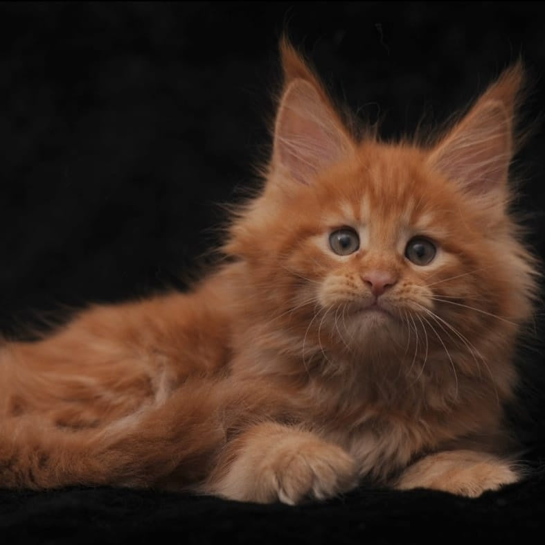 Stafy Maine Coon female, red
