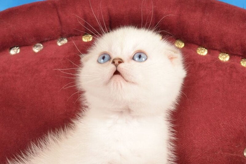 Eva Scottish Fold female black golden shaded pointed live animals