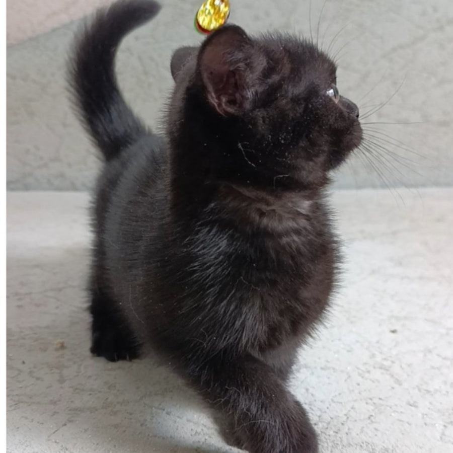 Linda British Shorthair female, black