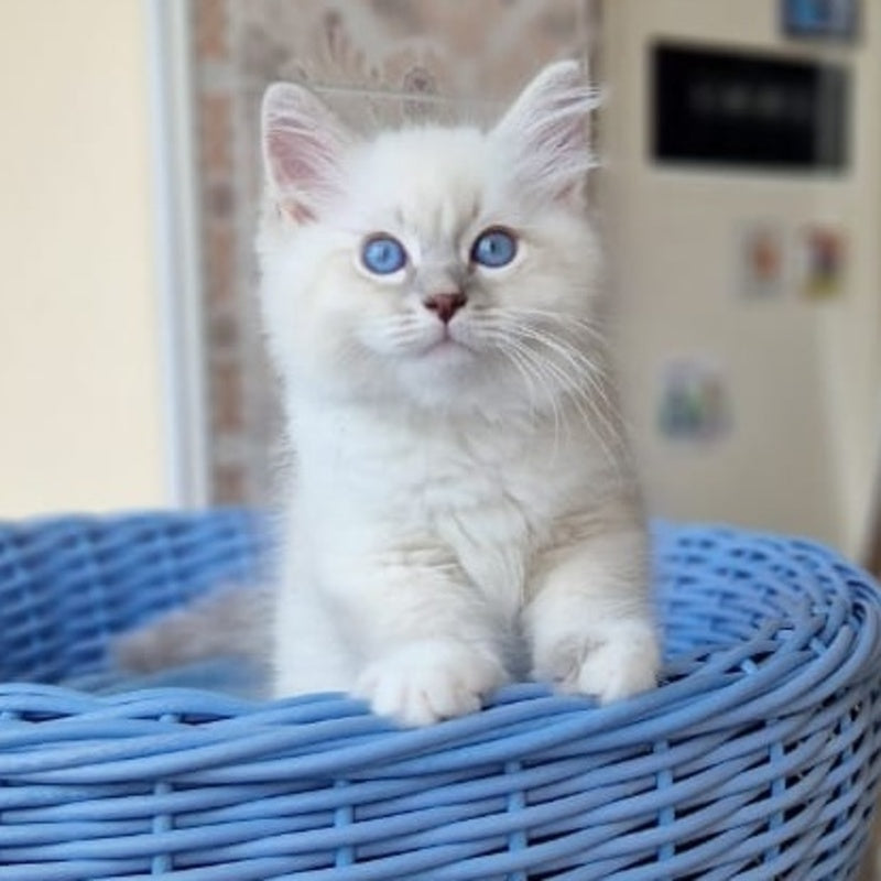 Dimas Siberian male, blue with white tabby pointed