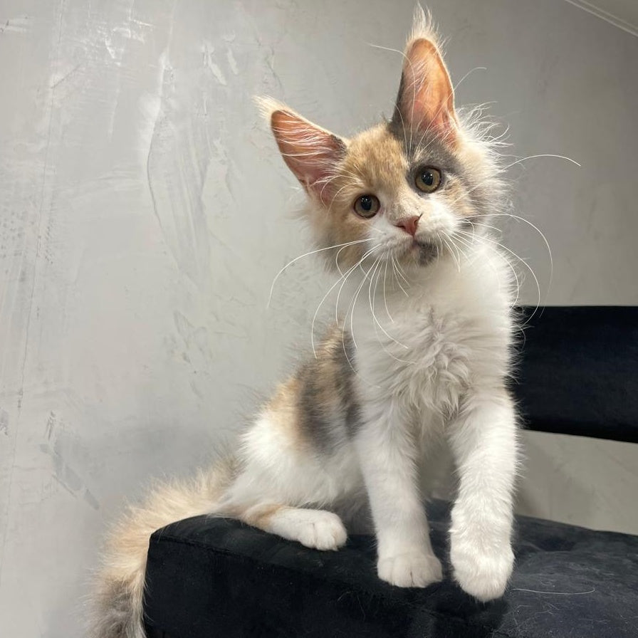 Nelly Maine Coon female, blue tortie bicolour