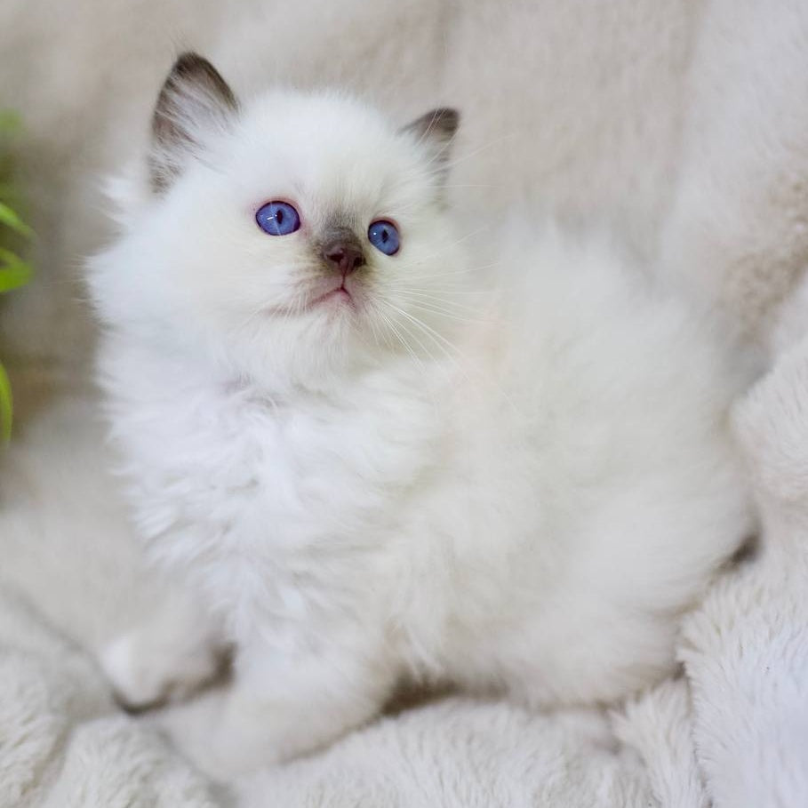 Kimi Ragdoll male, black mitted