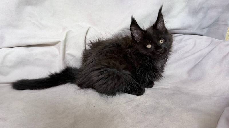 Galatea Maine Coon female, black with white
